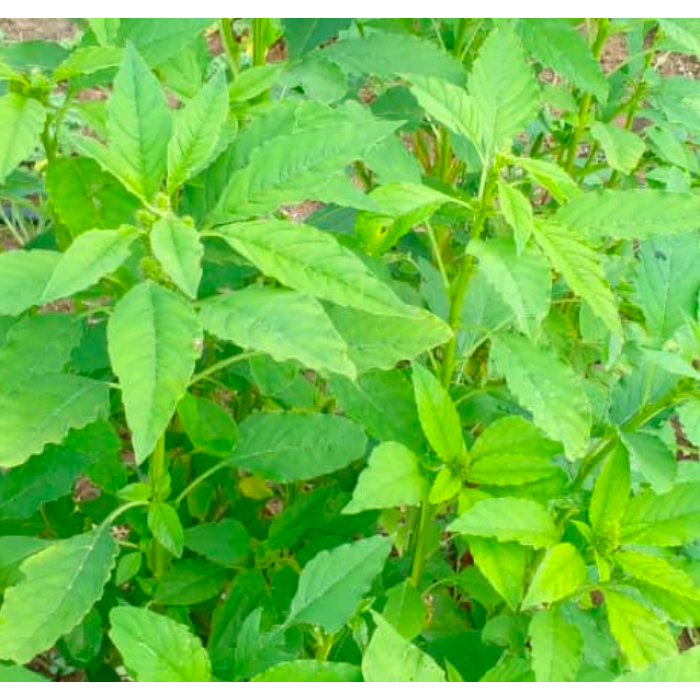 organic-box-african-wild-spinach-morogo-ombindi-200g